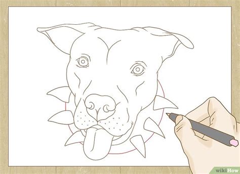 C Mo Dibujar Un Pitbull Con Im Genes Wikihow