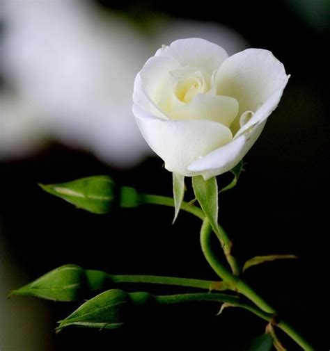 Pure White Rose By Merleannwrightingle White Roses Beautiful
