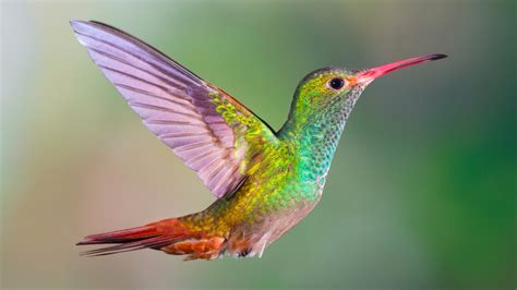 Hummingbirds Can See Millions More Colors Than Humans According To