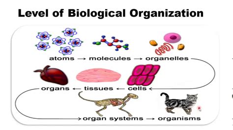 Levels Of Organization Lesson Biology Science Unit Te
