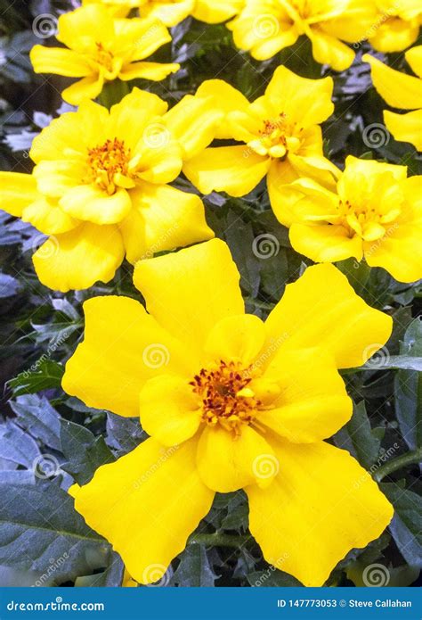 Summer Blooming Yellow Marigolds Stock Image Image Of Plants