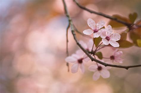 Wallpaper Floral Nature Trees Branch Cherry Blossom Japan