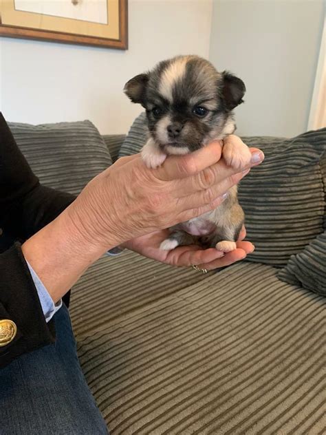 Beautiful Chihuahua Puppies In Stansted Essex Gumtree