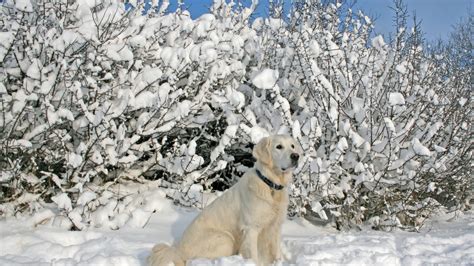 1920x1080 Winter Snow Shooting Dog Coolwallpapersme
