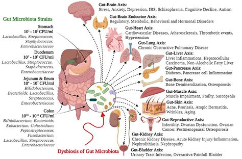 Frontiers Human Gut Microbiota In Health And Disease 48 Off