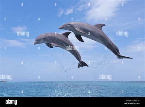 Common Bottlenose Dolphins Jumping In Air Caribbean Sea Roatan Bay