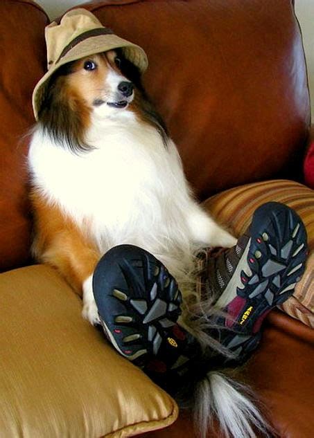 Dogs Who Are Not Amused With Their New Hats Life With Dogs