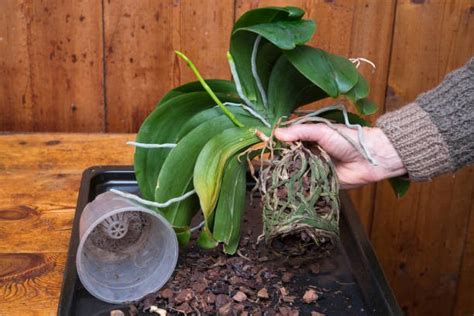 How To Revive An Orchid With Tea Guide Plus Tips Saffrons Decor