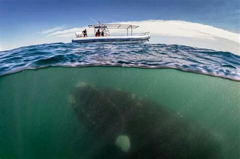 Whale Under Boat Underwater Photography Whale Watching Boat Cool Photos