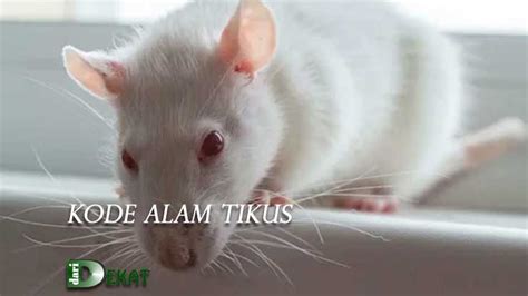 erek erek kode alam tikus
