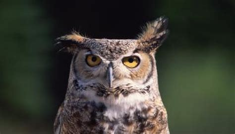 Do Owls Have Eyelashes Animals Momme