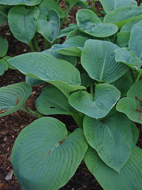 Hosta Sieboldiana Elegans Beth Chattos Plants And Gardens