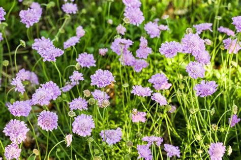 Sowing Scabiosa From Seed In 4 Steps Uk