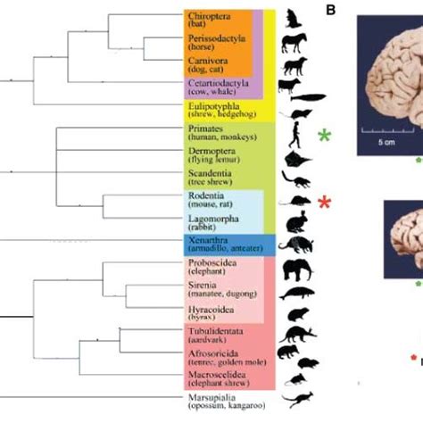 Evolution And Brain Size In Mammals A Mammalian Phylogeny Showing