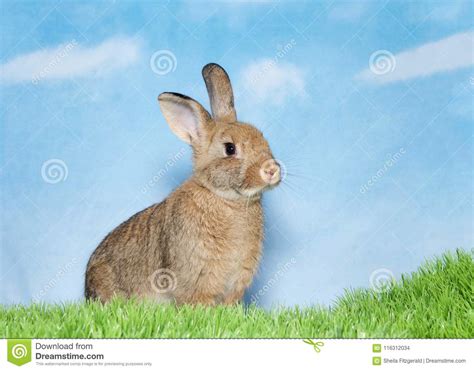 Cute Brown Bunny Sitting Up In Green Grass Stock Photo Image Of