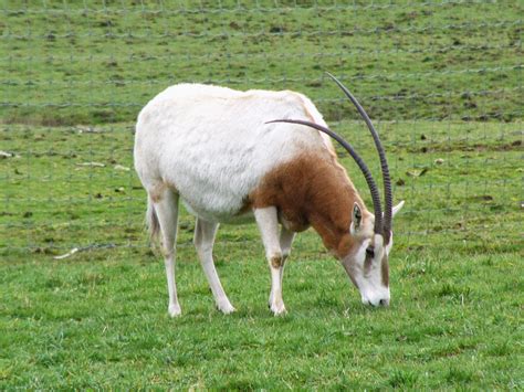 Scimitar Horned Oryx Animals Amazing Facts And Latest Pictures All