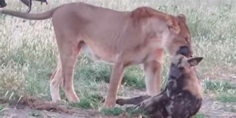 Wild Dog Plays Dead To Escape Lioness In Amazing Viral Video The Dodo