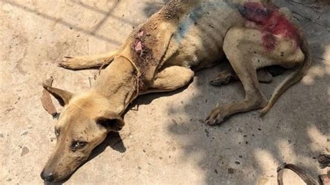 Petition · Stop Animal Abuse Adaption Of Better Laws