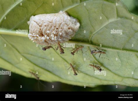 Emerged Young Praying Mantises Mantis Religiosa From Egg Case Or