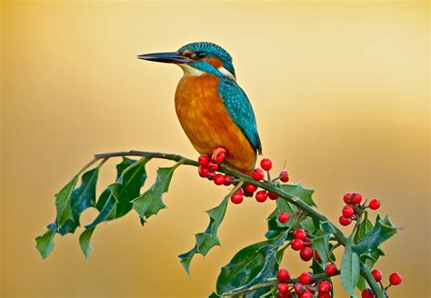 Download Berry Bird Animal Kingfisher 4k Ultra Hd Wallpaper