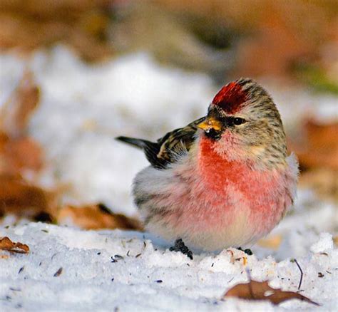 51 Best Winter Bird Photos Ever Birds And Blooms