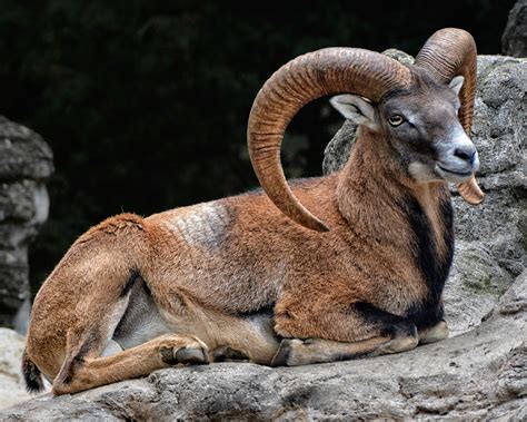 The Mouflon Ram Null With Images Animals Mammals Wildlife