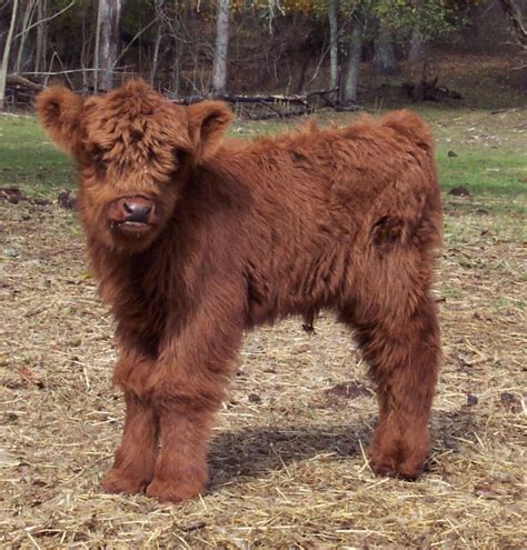 Awesome 21 Adorable Mini Cow Photos 2017112121