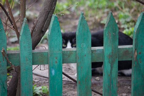 Cat Over The Fence Yard Cat Behind A Fence Stock Photo Image Of