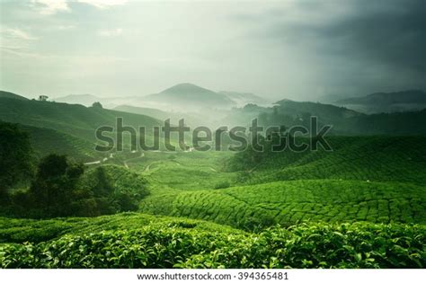 Scenery Tea Plantation Cameron Highland Malaysia Stock Photo Edit Now