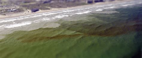 Red Tides And Other Harmful Algal Blooms Understanding HABs In The Apalachicola Estuary