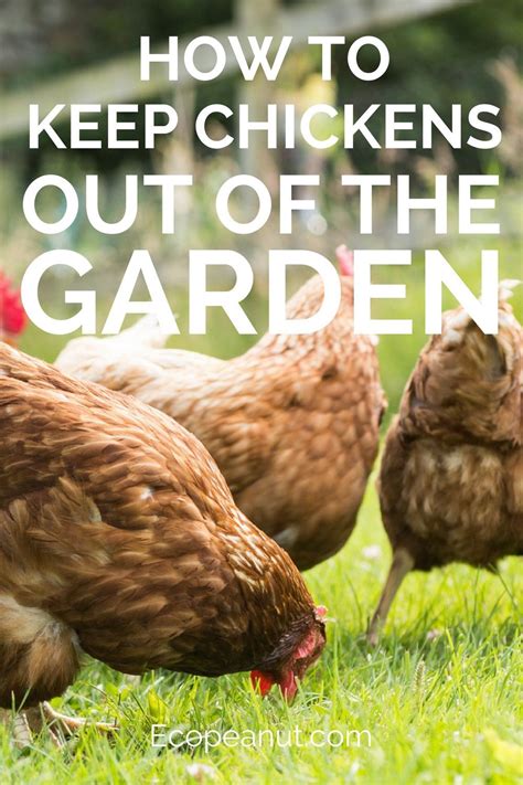Here are some of the best ways i know to maintain harmony between chickens and the like thousands of other gardeners, recently i added a small flock of laying hens to my big organic garden. How To Keep Chickens Out Of The Garden | Chickens backyard ...
