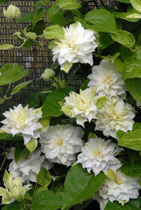 See more ideas about white clematis, clematis, clematis vine. Madame Maria clematis has large, double white flowers, is ...