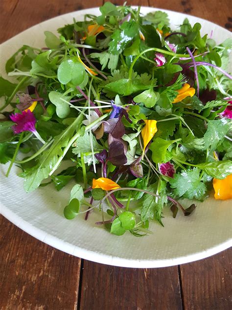 Microgreen Salad With Raspberry Vinegar Dressing Shared Kitchen