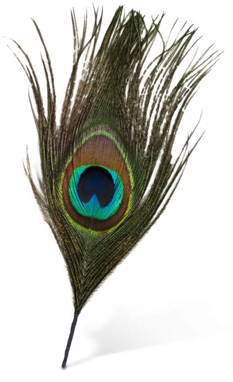 Original Peacock Feather Png - Transparent Background Peacock Feather png image