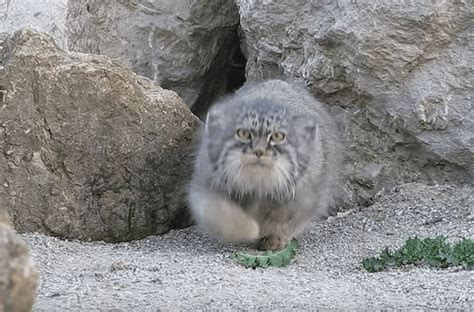 This Pallas Cat Realizes Im On Camera And Watch What