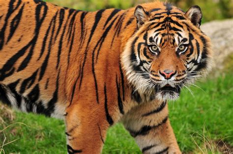 Innovative Ear Foam Treatment Used To Cure Tiger In Ramat Gan Safari