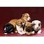 American Pit Bull Terrier  PuppiesInfo
