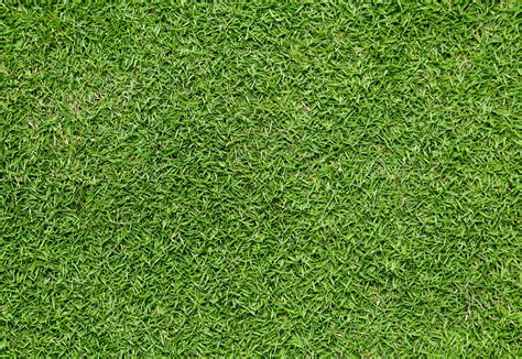 Tifway 419 Bermuda Grass