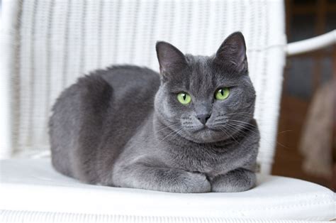 Russian Blue Cat Breed History And Some Interesting Facts