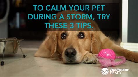 3 Tips To Keep Your Pet Calm During A Thunderstorm Youtube