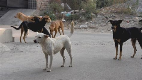 Petition · Stop Killing Stray Dogs Sayboulkleb ·