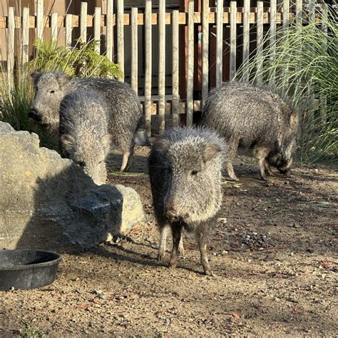San Joses Happy Hollow Zoo Welcomes Rare Endangered Chacoan Peccaries
