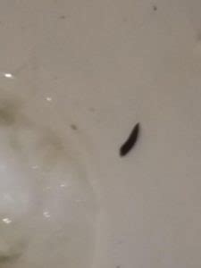 Put vinegar into a toilet, and watch what happens. Black Worms in Toilet Camper are Black Soldier Fly Larvae ...