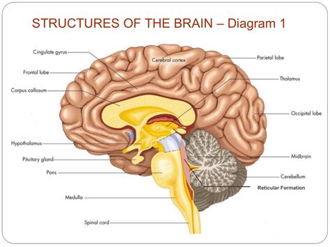 Psychology Brain Diagram