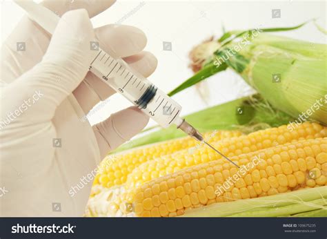Corn In Genetic Engineering Laboratory Gmo Food Concept Stock Photo