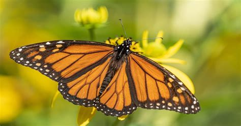 List Of Butterflies In Pennsylvania Learn About Nature