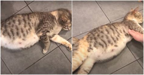 Stray Pregnant Cat Was Rescused Right Before Giving Birth To Her Babies
