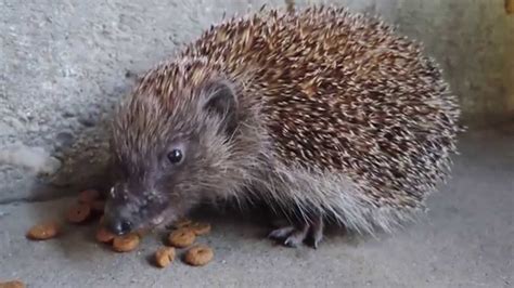 A constant supply of fresh clean water should always be available. Hedgehog eating dry cat food - YouTube