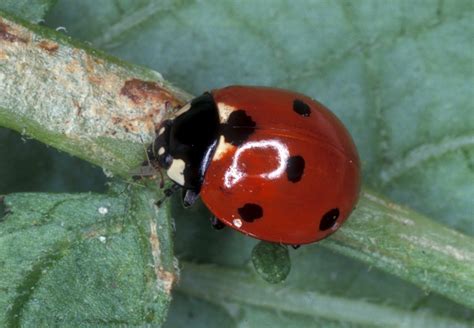 home invasion asian lady beetle or seven spotted lady beetle gardening in the panhandle
