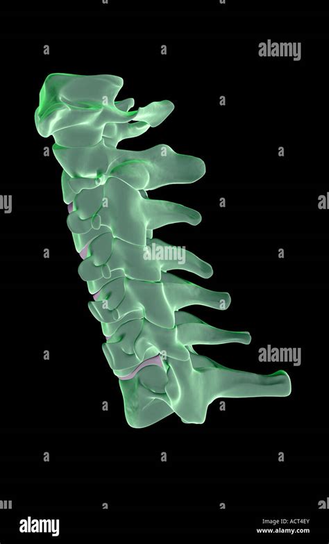Las Vértebras Cervicales Fotografía De Stock Alamy